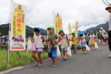 8月10日 銀馬車かぼちゃプロジェクト 白皮カボチャの収穫の写真3