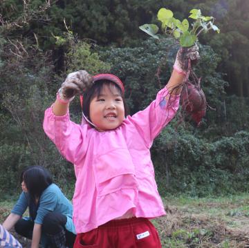 10月19日 越知谷幼稚園 サツマイモ掘りの写真1