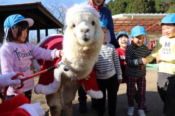 12月17日 ヨーデルの森からアルパカ訪問のクリスマスプレゼントの写真2