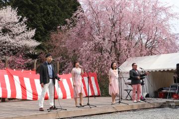 4月6日・7日 かみかわ桜の山 桜華園『さくらまつり』の写真1