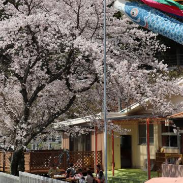 神河町内で桜が満開の写真1