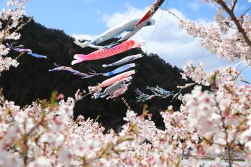 神河町内で桜が満開の写真3