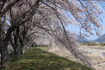 神河町内で桜が満開の写真4