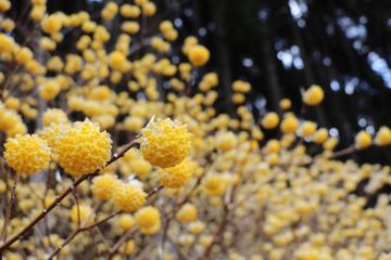 神河町内でミツマタが満開の写真