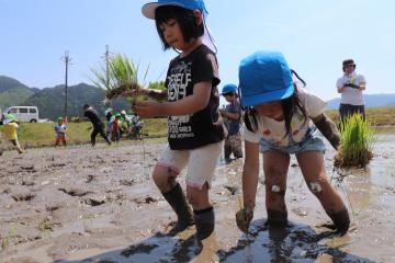 5月13日 神崎保育園 田植え体験の写真2