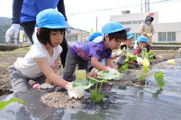 5月21日 銀馬車かぼちゃプロジェクト 白皮カボチャの苗植えの写真1