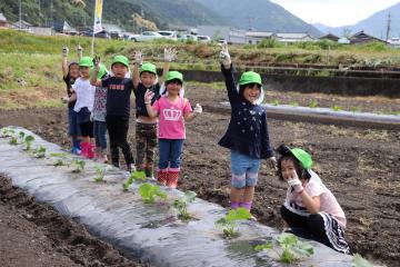 5月21日 銀馬車かぼちゃプロジェクト 白皮カボチャの苗植えの写真2