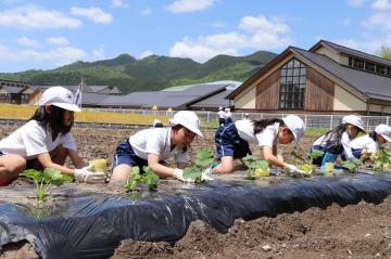 5月21日 銀馬車かぼちゃプロジェクト 白皮カボチャの苗植えの写真4