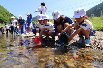 5月24日 越知谷小学校 稚アユの放流の写真2