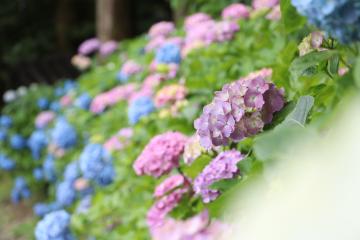 猪篠区の紫陽花の写真