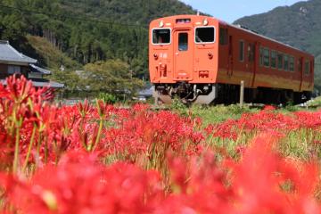 9月26日 播但線と彼岸花の写真