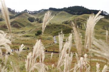 10月20日 砥峰高原 ススキまつりの写真4