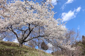 3月20日 かみかわ桜の山 桜華園オープンの写真