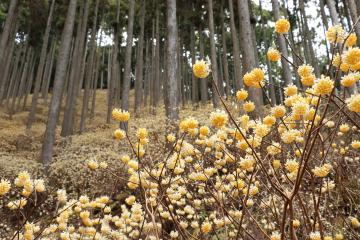 4月9日 神河町内のミツマタの群生地の写真