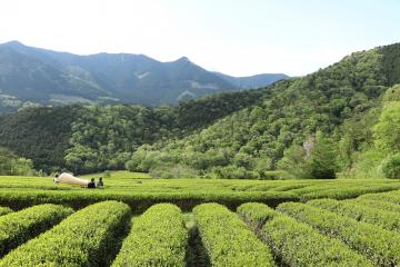 5月6日 茶摘み(茶刈り)作業開始の写真