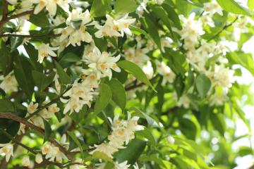 5月24日 根宇野の柚子の花の写真