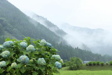 6月10日 近畿地方が梅雨入りの写真