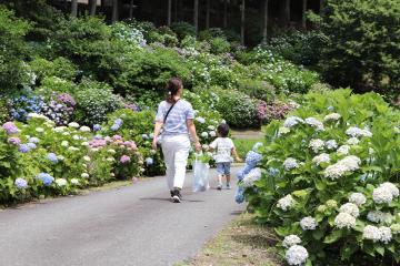 6月20日 猪篠のアジサイの写真