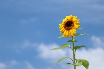 8月1日 いよいよ夏本番の写真