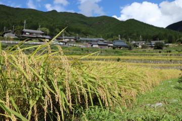 9月13日 稲刈り作業がピークの写真