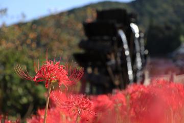 9月28日 新野の水車と彼岸花の写真