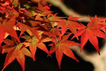 11月12日 福本藩池田家陣屋跡庭園ライトアップの写真2