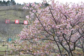 3月20日 かみかわ桜の山 桜華園 オープンの写真