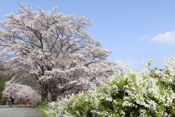 神河町内で桜が満開の写真1