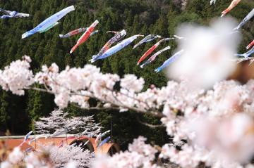 神河町内で桜が満開の写真2