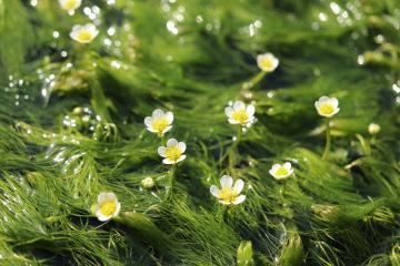 4月21日 ホテルモンテローザ水路の梅花藻の写真