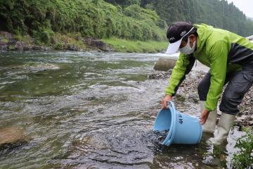 5月18日 越知川・猪篠川 稚アユの放流の写真1