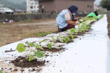 5月19日 銀馬車かぼちゃの苗植えの写真