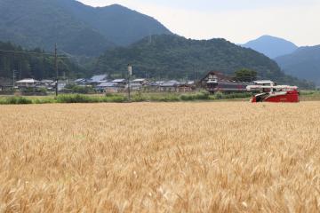 6月8日 小麦の収穫がピークの写真