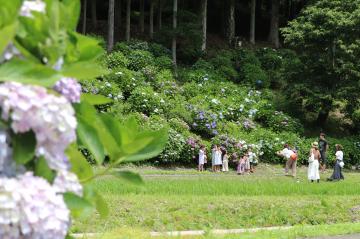 6月20日 猪篠のアジサイの写真2