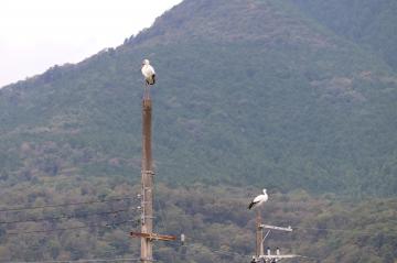 9月26日 神河町にコウノトリ飛来の写真1