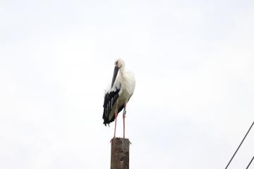 9月26日 神河町にコウノトリ飛来の写真2