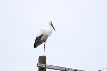 9月26日 神河町にコウノトリ飛来の写真3