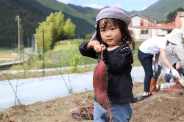 10月5日 1歳児親子活動 サツマイモ掘り体験の写真1