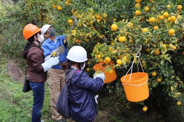11月7日・14日 根宇野ゆず収穫作業体験の写真1