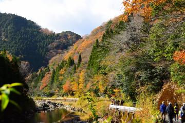 11月23日 長谷駅紅葉ウォーキングの写真1