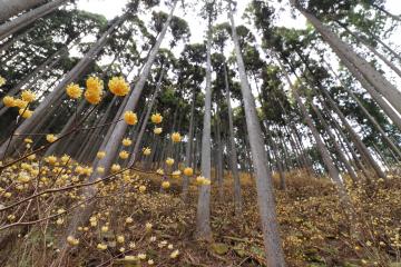 4月5日 神河町内のミツマタの群生地の写真