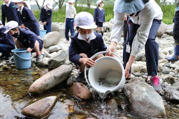 5月9日 寺前小学校 稚アユの放流の写真1