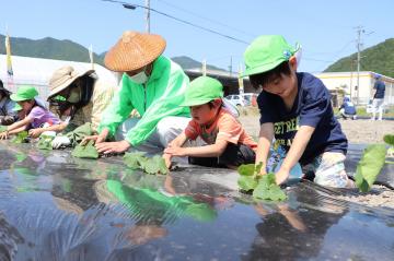 6月2日 銀馬車かぼちゃの植え付け体験の写真2