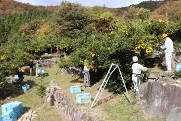 11月20日 根宇野ゆず収穫作業体験の写真3