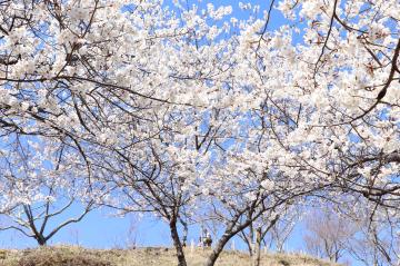 3月19日 かみかわ桜の山 桜華園の写真