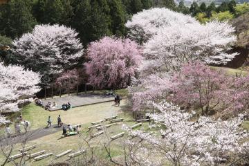 3月28日・29日 神河町で桜が満開の写真2