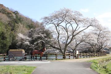 3月28日・29日 神河町で桜が満開の写真3