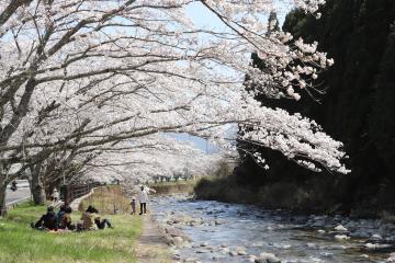 3月28日・29日 神河町で桜が満開の写真4