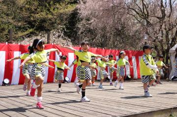 4月9日 かみかわ桜の山 桜華園 さくらまつりの写真2