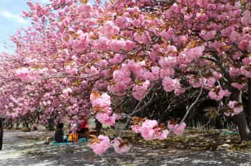 4月16日 加納の八重桜が満開の写真1